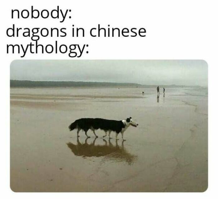 Dog with multiple legs walking on a beach creating a funny dog meme illusion about dragons in Chinese mythology.