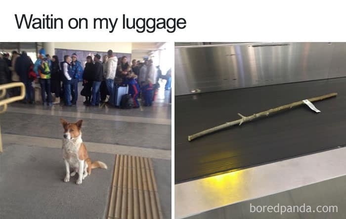 Dog at airport waiting for luggage while a stick arrives on the conveyor belt; funny dog memes.