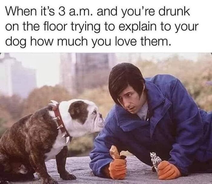 Man in blue jacket leaning on ground talking to bulldog, illustrating funny dog memes about love and late-night moments.