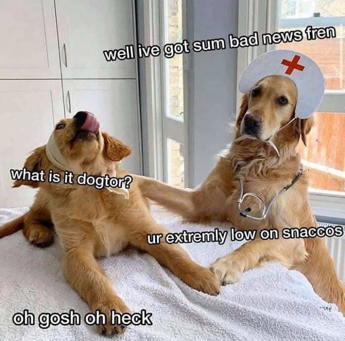Two golden retriever dogs in a funny dog meme, one wearing a nurse hat and stethoscope acting as a doctor.