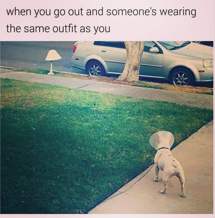 Dog wearing a cone looks at a lawn lamp, humorously resembling its shape. Funniest dog memes moment.