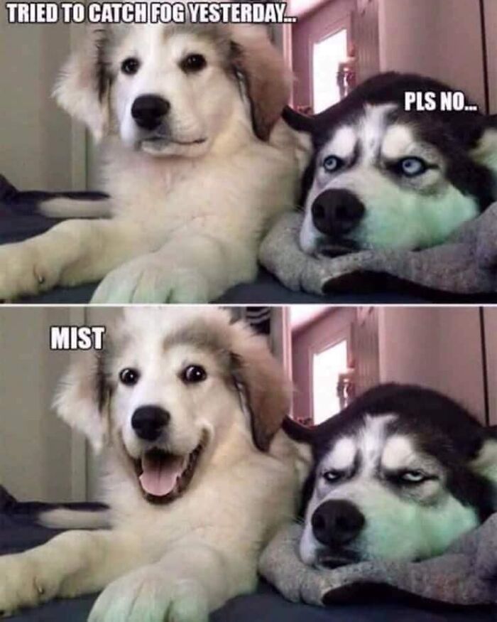 Two dogs in a funny meme; one tells a fog pun while the other looks unimpressed.