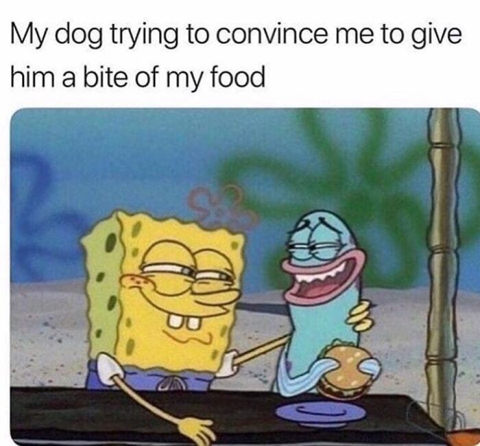 SpongeBob making a funny face trying to convince a friend to share a bite, capturing funny dog meme humor and expression.