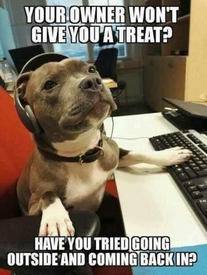 Dog wearing headset at computer with caption about owner not giving a treat in funny dog memes collection.