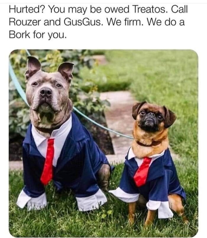 Two dogs dressed in blue suits and red ties sitting on grass in a funny dog memes photo.