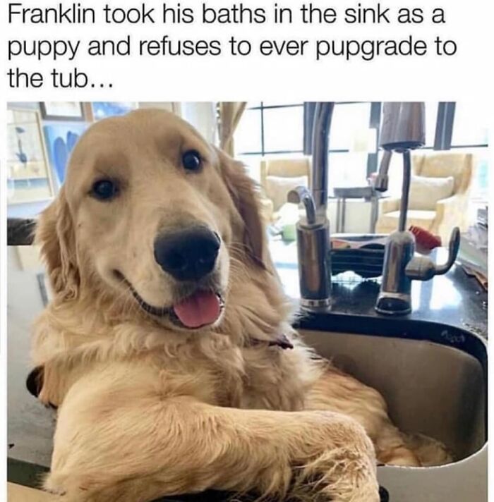 Golden retriever sitting in kitchen sink looking happy, funny dog meme showing a dog refusing to switch to bathtub.