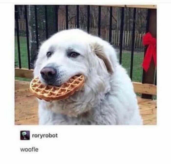 Large white dog holding a waffle in its mouth outdoors, capturing a funny dog meme moment.