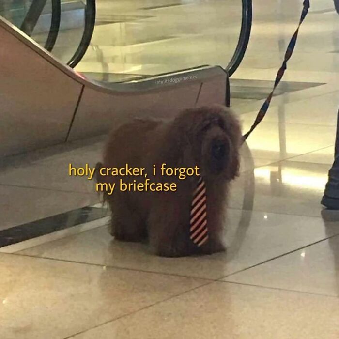 Small fluffy dog wearing a striped tie with funny meme text about forgetting a briefcase, part of dog memes humor.
