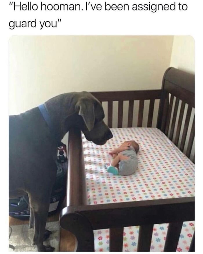 Dog hilariously stands guard by a crib with a baby inside, showcasing one of the funniest dog memes.