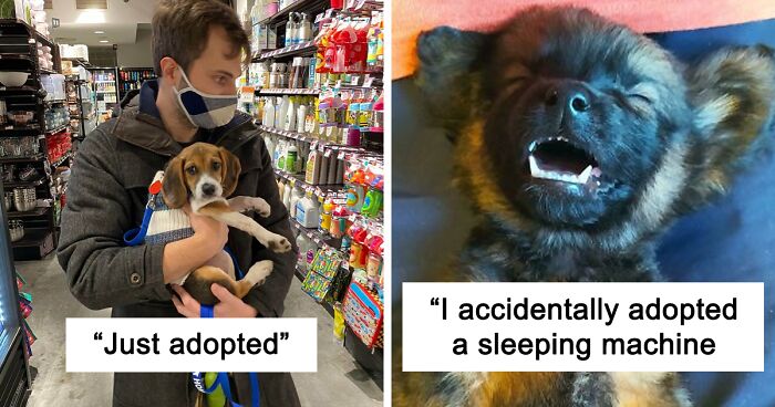 40 Of The Most Wholesome Rescue Pet Photos Of The Month (November Edition)