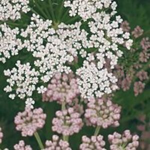 alkimialoesbakels avatar