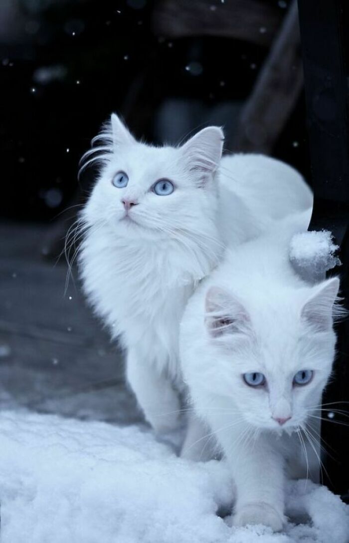 I Think White Cats Have An Ethereal Quality