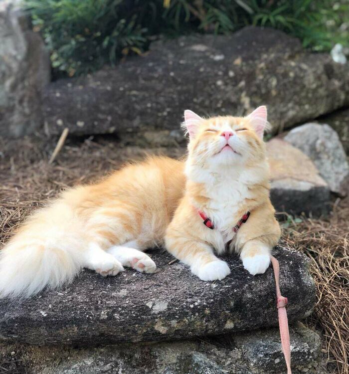 Fritz On His Morning Walk