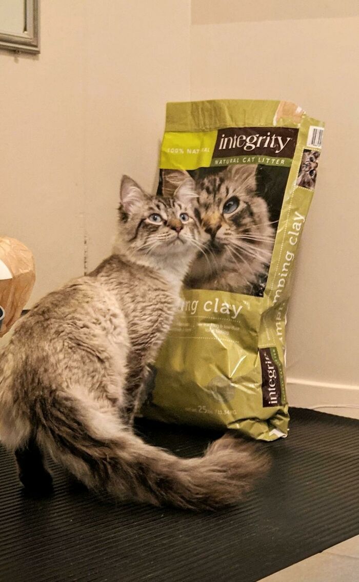 Apparently Our Newly Adopted 3 Year Old Has A Secret Litter Bag Modeling Career