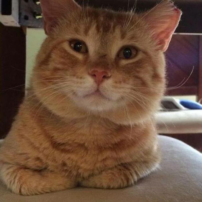 My Mom Says The Stray I Picked Up Last Year Is Ugly, But I Think She's Wrong. His Name Is Cheeto