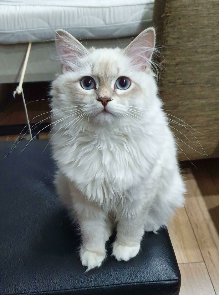 This Is Julia, My Very First Cat!