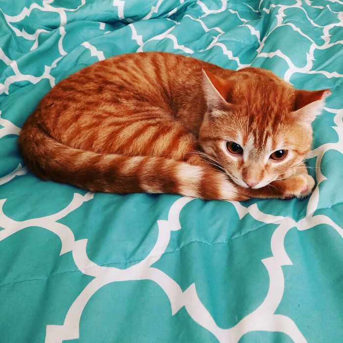 My Boy Eevee Doing His Best Model Pose! “Your Hair Is Winter Fire, January Embers”