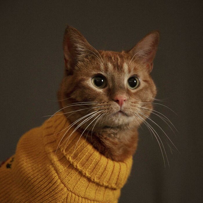 Toast In A Sweater
