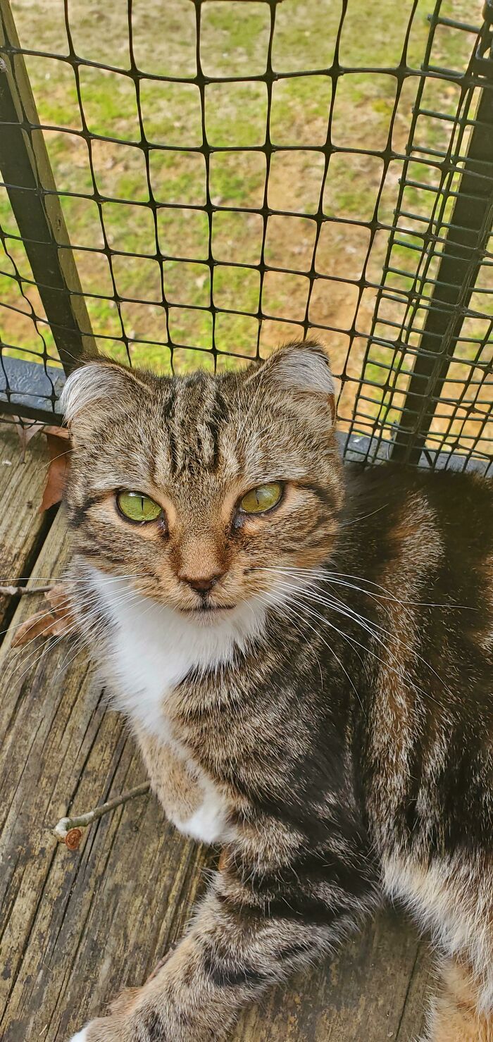 Ruby Was At A Shelter For Over 5 Years Before We Adopted Her. Still Cant Believe No One Wanted This Beautiful Girl