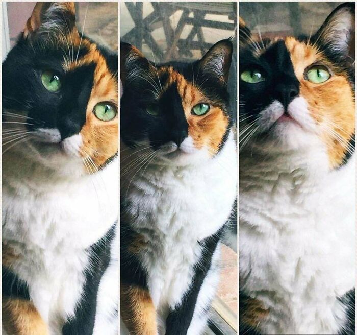 This Is Kitten. Heard A Knock On My Front Door On A Rainy Day, Opened It And My Uncle Handed Me A Dish Towel- With A Very Malnourished Two Week Old Kitten , Without A Tail , In It. He Almost Ran Her Over On The Highway. And My Mom Convinced Him To Turn Around And Get Her. I’m So Glad He Did!