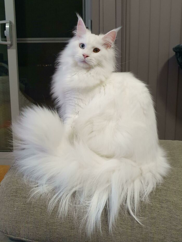 Supermodel Cloud