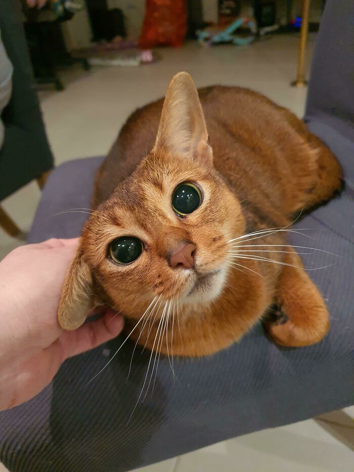 Ripley Is My Little Supermodel Abyssinian