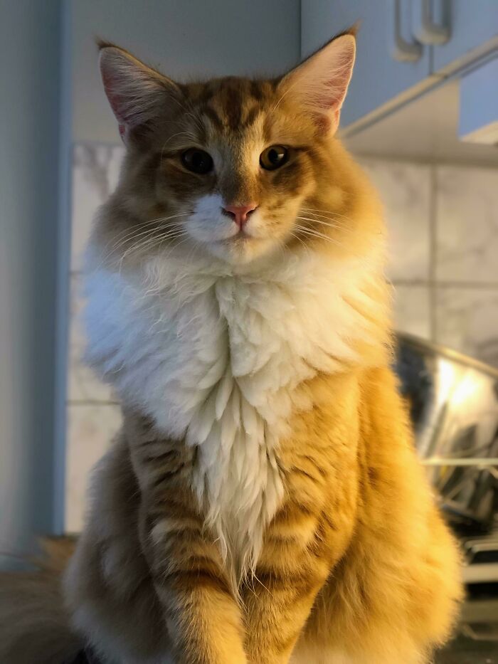 Aslan Working On His Cute/Majestic Look At 6.5 Months