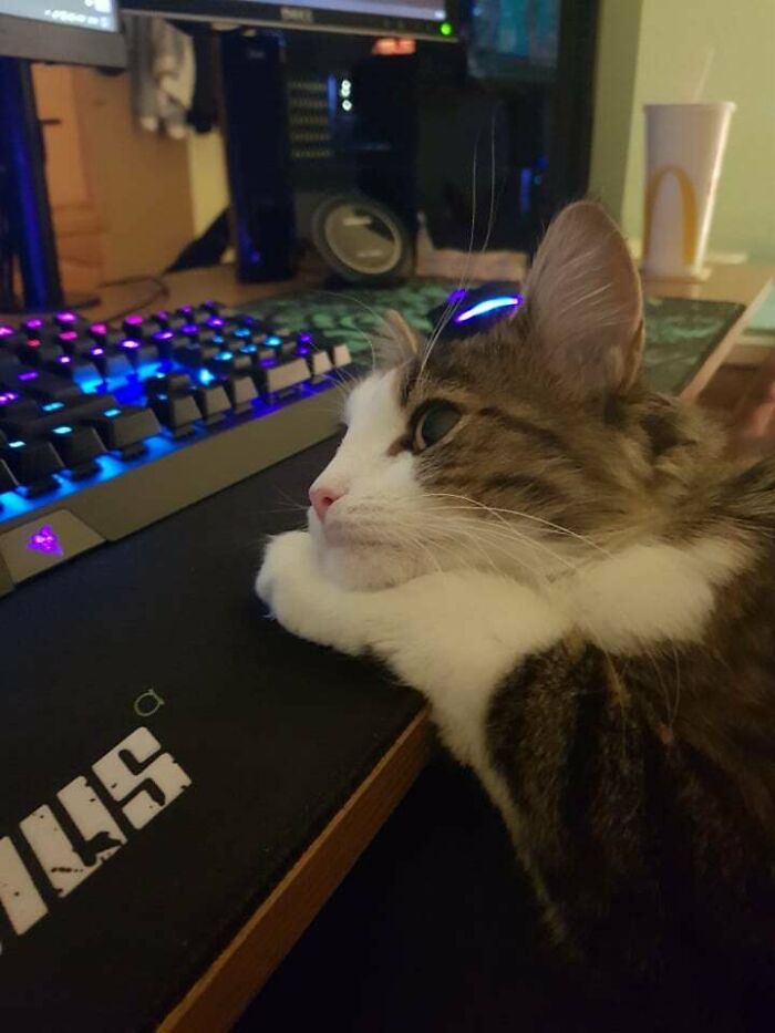 Just My Cat Thinking About Life