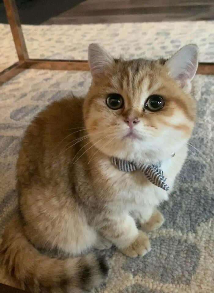 I’ve Always Wanted A Cat Of My Own. My Girlfriend Gifted Me With Little Kevin For My Birthday!