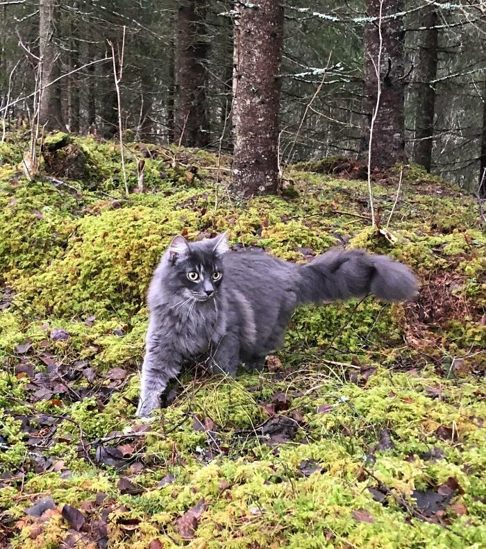 My Little Forest Cat, Cox.. 8 Months Now