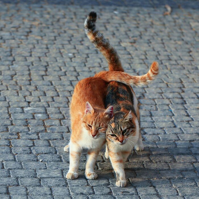 Would Be Happy To Have What They Have