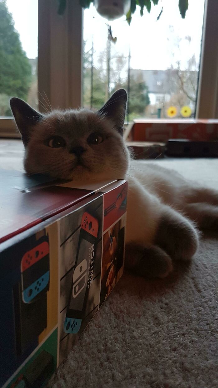 Already Knows That Switch Time Means Cuddling Time