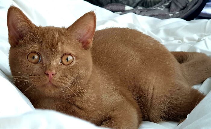 You Asked For Another Pic, Here He Is