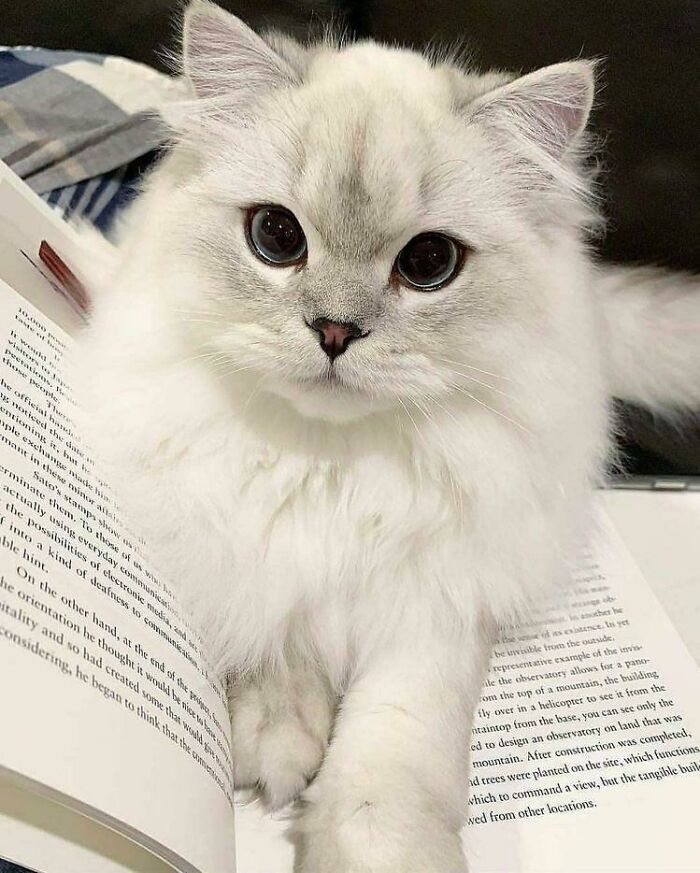 This Little Kitty Is Prettier Than Any Human Being I’ve Ever Seen