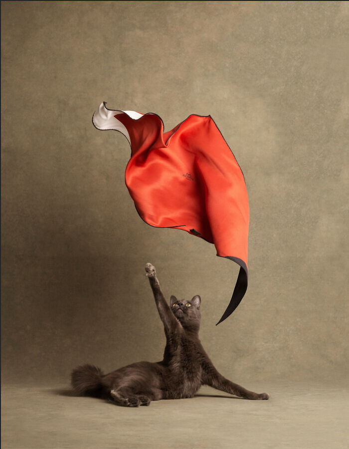 Socrate, 2, Is An Actual Real Life Super Model Cat