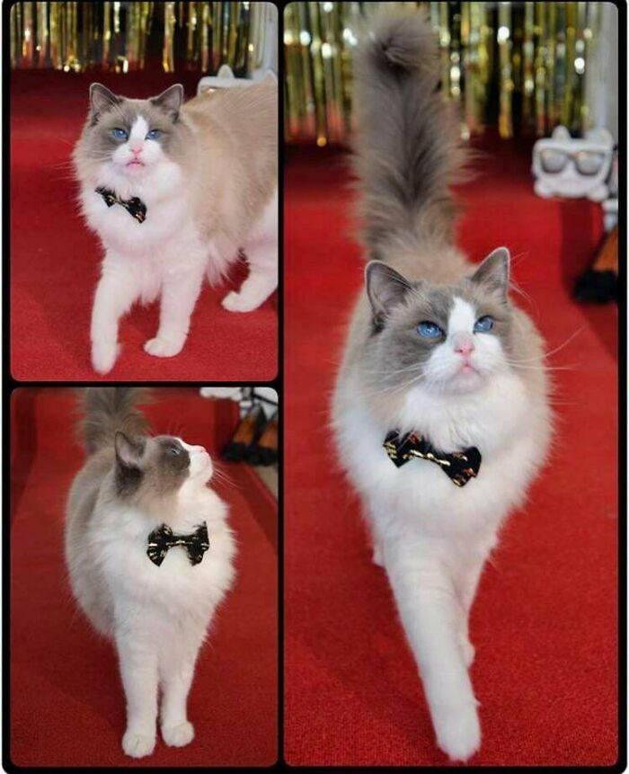 Fabulous Cat Catwalking