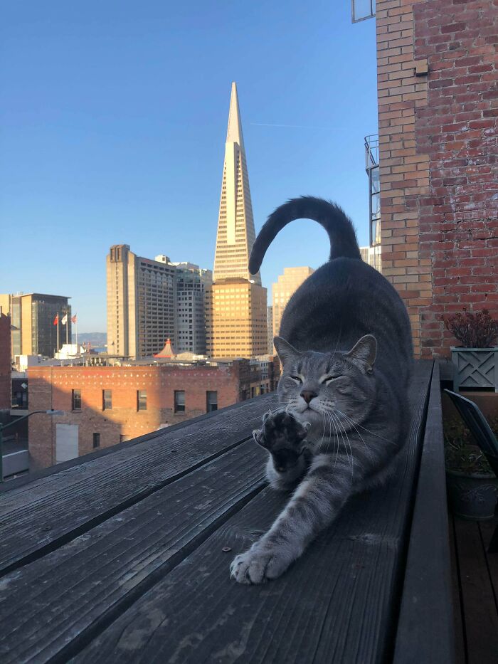 My Boy Karl Striking His Best Stretching Pose While On Display