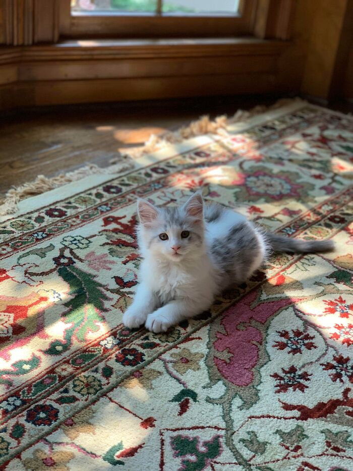 Meet Apollo, Our Sweet Maine Coon Kitten (10wks)