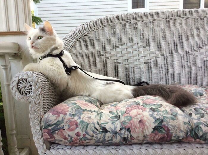 Miss Pearl Striking A Pose. From Homeless To Princess