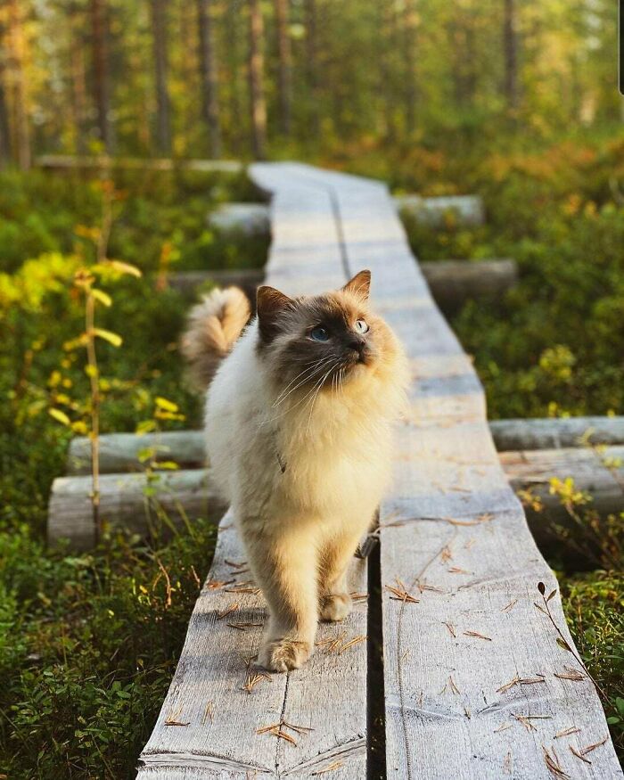 My Glorious Ragdoll Boy Messi, Bathing In The Rays Of The Sun