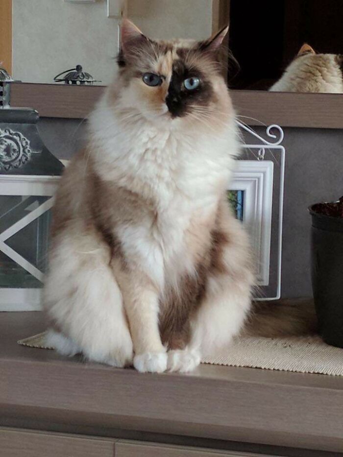 My Mom Literally Said "Make Her Famous", So Here Is Lily-Rose