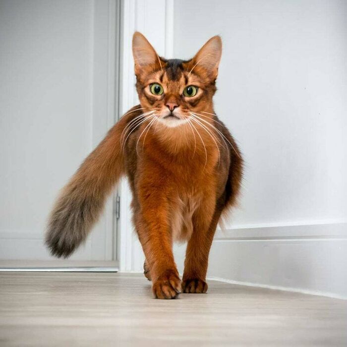 Strutting Somali Cat