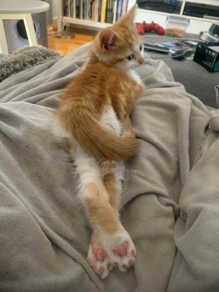 Here’s Tilly, Practicing For Her Next Magazine Shoot