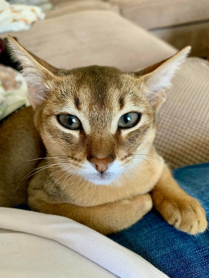 Maverick’s Baby Blue Steel