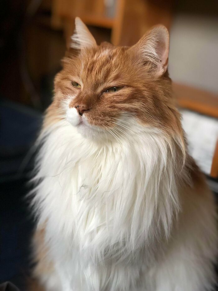 Big Bagel, Judging The Other Cats