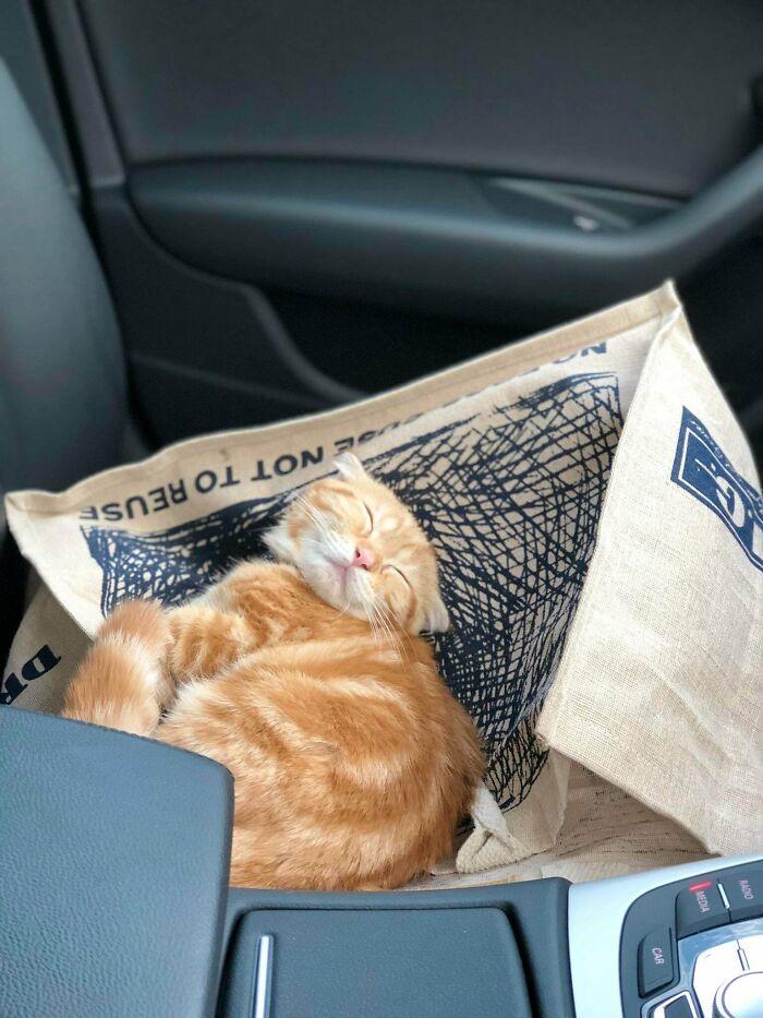 Sleeping Model Kitty