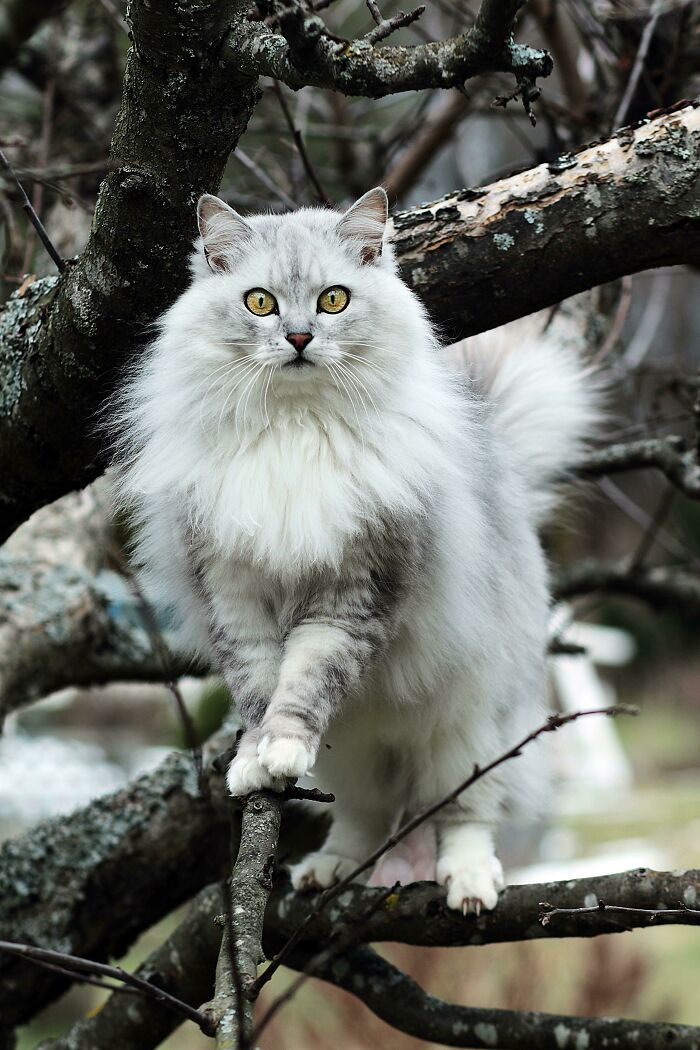 Eyes. Whiskers. Face