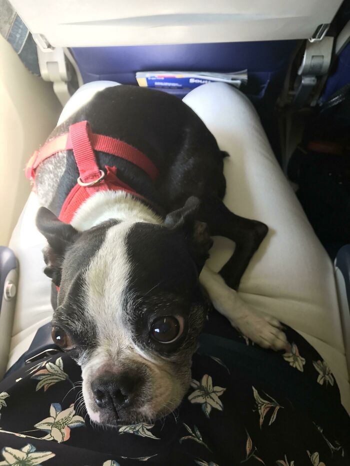 The Woman Next To Me On The Plane Has A Pupper, And Now I Have A Plane Friend