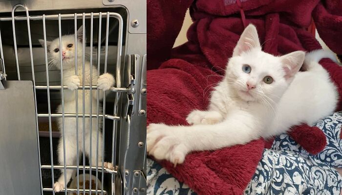 My Neglected Flea-Ridden Baby As She Was Found And Just A Few Days Later After We Brought Her Home. Daisy Has Quite Literally Bloomed In Such A Short Amount Of Time!