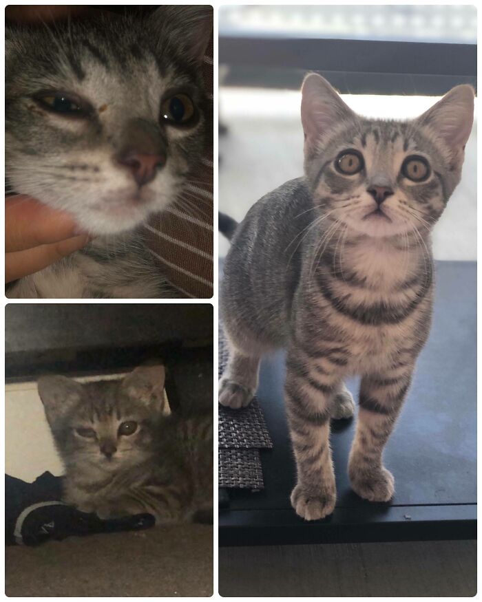 They Gave Her Away On Facebook. After A Flea Bath, Eye Drops And Antibiotics, Horchata Is Good As New!